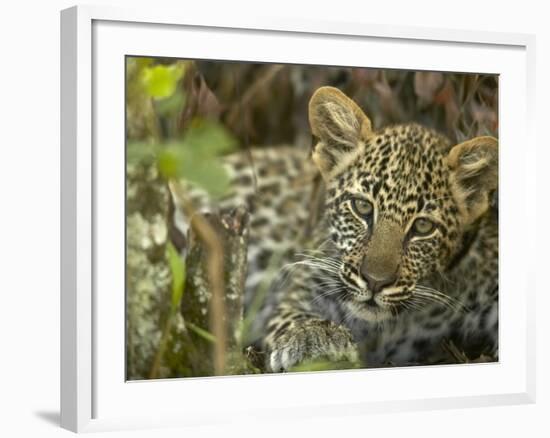 Leopard Lying in Tree-Joe McDonald-Framed Photographic Print