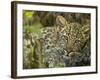 Leopard Lying in Tree-Joe McDonald-Framed Photographic Print