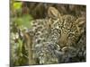 Leopard Lying in Tree-Joe McDonald-Mounted Photographic Print