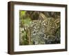 Leopard Lying in Tree-Joe McDonald-Framed Photographic Print