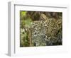 Leopard Lying in Tree-Joe McDonald-Framed Photographic Print