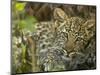 Leopard Lying in Tree-Joe McDonald-Mounted Photographic Print