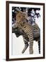 Leopard Lying in Tree-Paul Souders-Framed Photographic Print