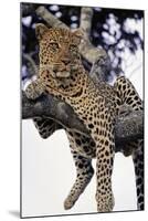 Leopard Lying in Tree-Paul Souders-Mounted Photographic Print