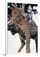 Leopard Lying in Tree-Paul Souders-Framed Photographic Print