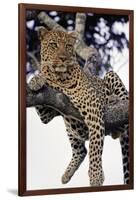 Leopard Lying in Tree-Paul Souders-Framed Photographic Print