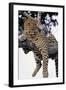 Leopard Lying in Tree-Paul Souders-Framed Photographic Print