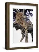 Leopard Lying in Tree-Paul Souders-Framed Photographic Print