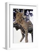 Leopard Lying in Tree-Paul Souders-Framed Photographic Print