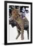 Leopard Lying in Tree-Paul Souders-Framed Photographic Print