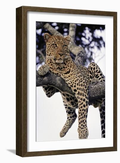 Leopard Lying in Tree-Paul Souders-Framed Photographic Print