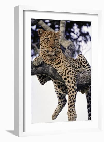 Leopard Lying in Tree-Paul Souders-Framed Photographic Print