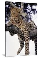 Leopard Lying in Tree-Paul Souders-Stretched Canvas