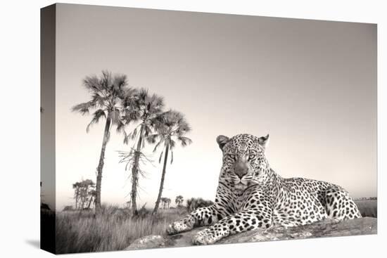 Leopard Male Rests on Termite Mound-null-Stretched Canvas