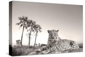 Leopard Male Rests on Termite Mound-null-Stretched Canvas