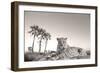 Leopard Male Rests on Termite Mound-null-Framed Photographic Print