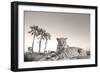Leopard Male Rests on Termite Mound-null-Framed Photographic Print