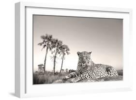 Leopard Male Rests on Termite Mound-null-Framed Photographic Print