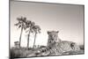 Leopard Male Rests on Termite Mound-null-Mounted Photographic Print