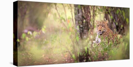 Leopard, Masai Mara, Kenya, East Africa, Africa-Karen Deakin-Stretched Canvas