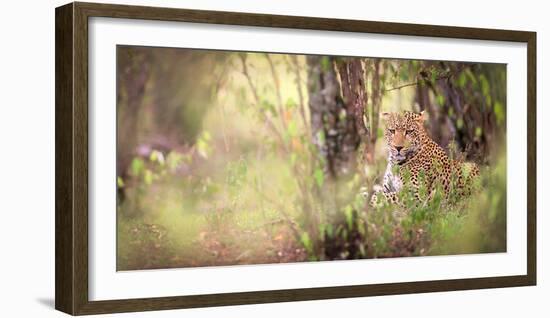 Leopard, Masai Mara, Kenya, East Africa, Africa-Karen Deakin-Framed Photographic Print