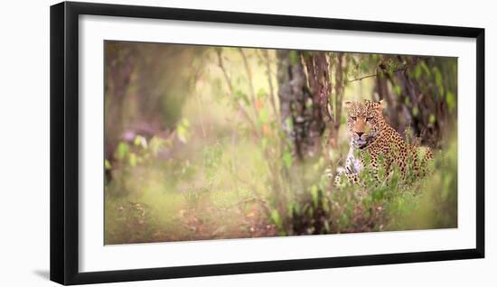 Leopard, Masai Mara, Kenya, East Africa, Africa-Karen Deakin-Framed Photographic Print