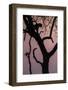 Leopard, Mashatu Reserve, Botswana-Art Wolfe-Framed Photographic Print