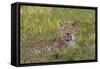 Leopard, Okavango Delta, Botswana, Africa-Angelo Cavalli-Framed Stretched Canvas