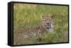 Leopard, Okavango Delta, Botswana, Africa-Angelo Cavalli-Framed Stretched Canvas