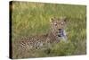 Leopard, Okavango Delta, Botswana, Africa-Angelo Cavalli-Stretched Canvas