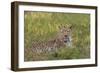 Leopard, Okavango Delta, Botswana, Africa-Angelo Cavalli-Framed Photographic Print