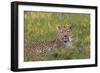 Leopard, Okavango Delta, Botswana, Africa-Angelo Cavalli-Framed Photographic Print