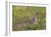 Leopard, Okavango Delta, Botswana, Africa-Angelo Cavalli-Framed Photographic Print