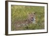 Leopard, Okavango Delta, Botswana, Africa-Angelo Cavalli-Framed Photographic Print