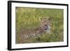 Leopard, Okavango Delta, Botswana, Africa-Angelo Cavalli-Framed Photographic Print