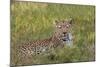 Leopard, Okavango Delta, Botswana, Africa-Angelo Cavalli-Mounted Photographic Print