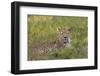 Leopard, Okavango Delta, Botswana, Africa-Angelo Cavalli-Framed Photographic Print