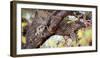 Leopard, Okavango Delta, Botswana, Africa-Karen Deakin-Framed Photographic Print