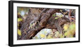 Leopard, Okavango Delta, Botswana, Africa-Karen Deakin-Framed Photographic Print