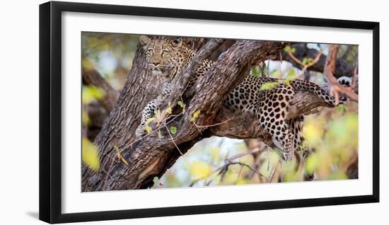 Leopard, Okavango Delta, Botswana, Africa-Karen Deakin-Framed Photographic Print
