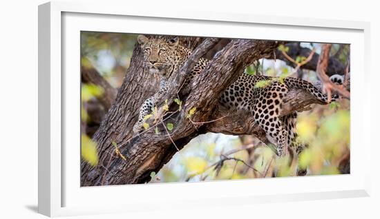 Leopard, Okavango Delta, Botswana, Africa-Karen Deakin-Framed Photographic Print