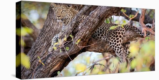 Leopard, Okavango Delta, Botswana, Africa-Karen Deakin-Stretched Canvas