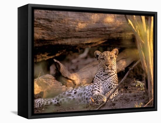 Leopard, Okavango Delta, Botswana-Pete Oxford-Framed Stretched Canvas