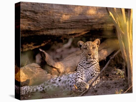 Leopard, Okavango Delta, Botswana-Pete Oxford-Stretched Canvas