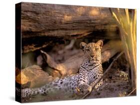 Leopard, Okavango Delta, Botswana-Pete Oxford-Stretched Canvas