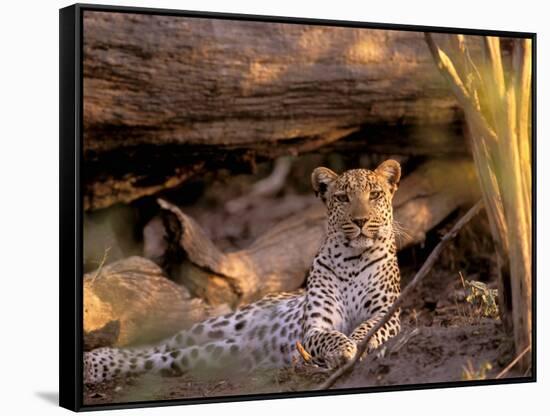 Leopard, Okavango Delta, Botswana-Pete Oxford-Framed Stretched Canvas