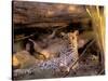 Leopard, Okavango Delta, Botswana-Pete Oxford-Stretched Canvas