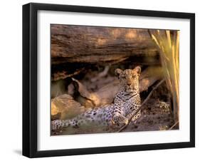 Leopard, Okavango Delta, Botswana-Pete Oxford-Framed Photographic Print