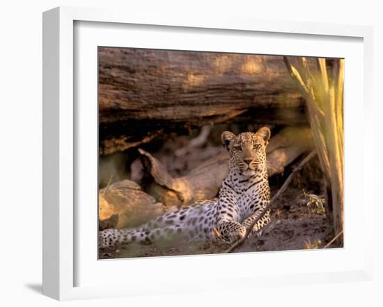 Leopard, Okavango Delta, Botswana-Pete Oxford-Framed Photographic Print