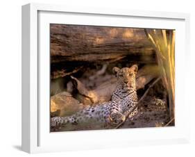 Leopard, Okavango Delta, Botswana-Pete Oxford-Framed Photographic Print